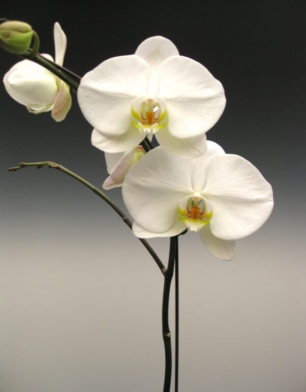 Phalaenopsis White - Plant - Image 2