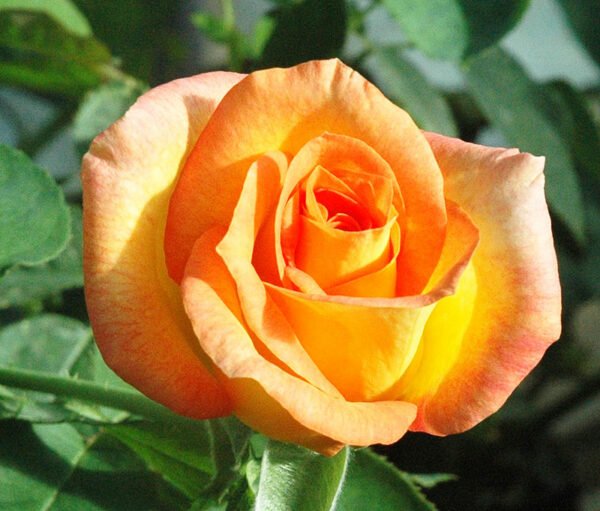 Yellow-Orange Rose Plant