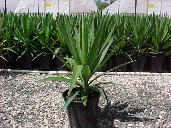 Yucca Plant (Yucca filamentosa) - Image 3