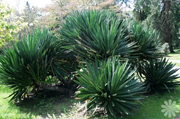 Yucca Plant (Yucca filamentosa)
