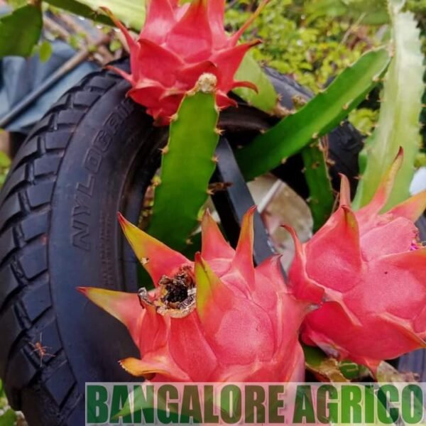 Dragon fruit plant Bangalore Agrico