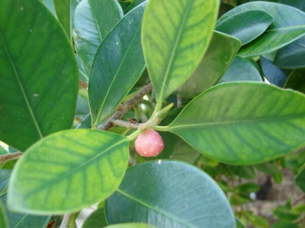 Ficus Island Dwarf - Plant
