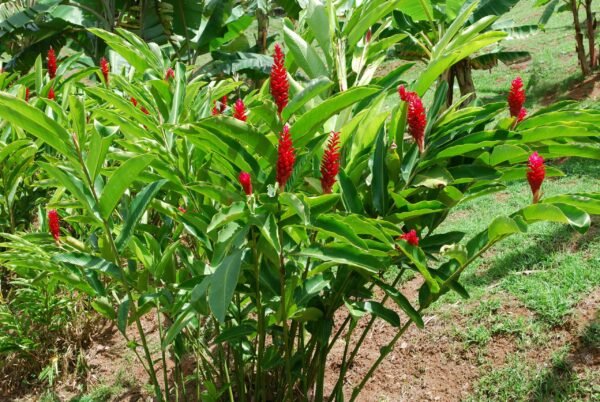 Top high tolerance plants - Pack of 5 - Image 3