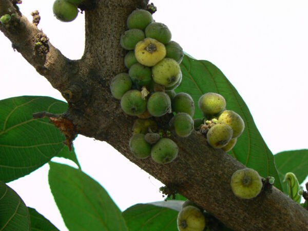 Goolar, Umber - Cluster Fig Tree - Plant