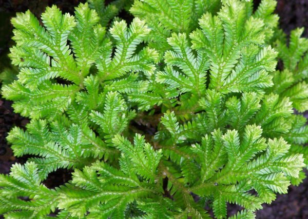 Selaginella Plant (Selaginella species) - Image 3