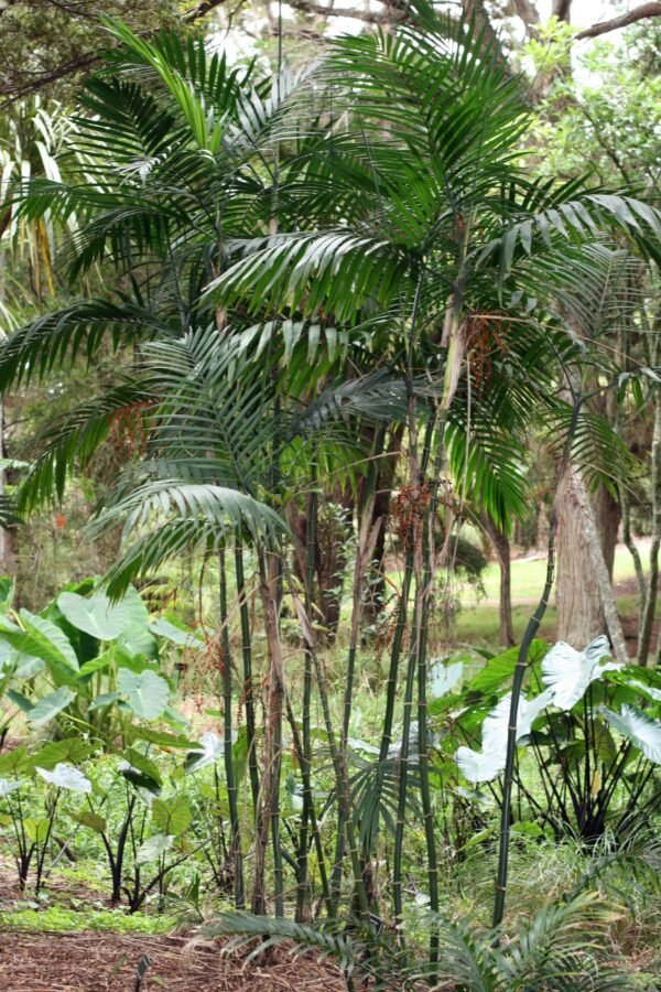 Chamaedorea Elegans, Parlour Palm - Plant