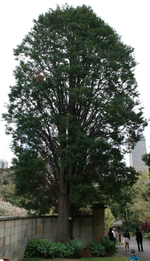 Cupressus lindleyi - Plant