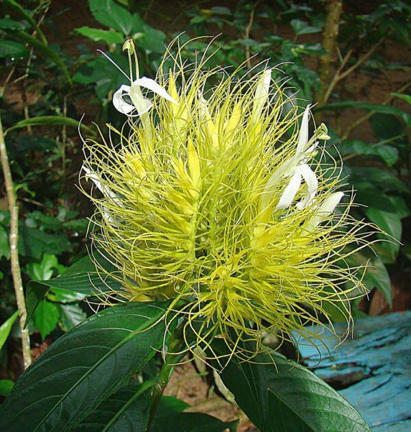 Brazilian Plume (Yellow) - Plant