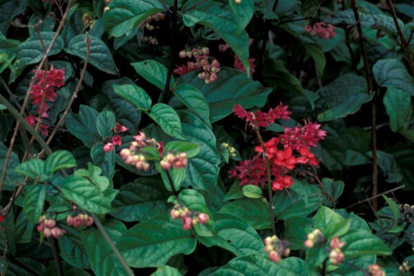 Clerodendrum splendens - Plant
