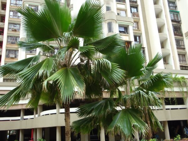 Pritchardia pacifica - Plant