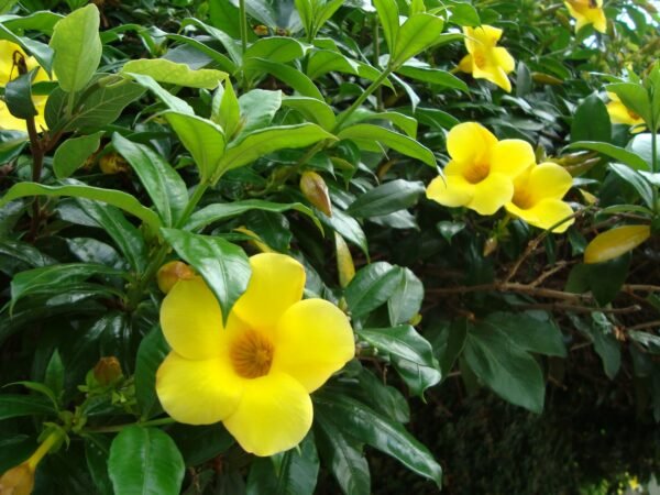 Allamanda Creeper - Yellow (Allamanda cathartica)
