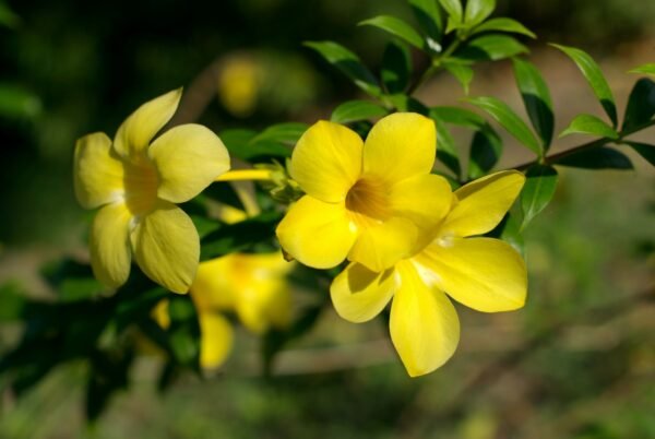 Allamanda Creeper - Yellow (Allamanda cathartica) - Image 2