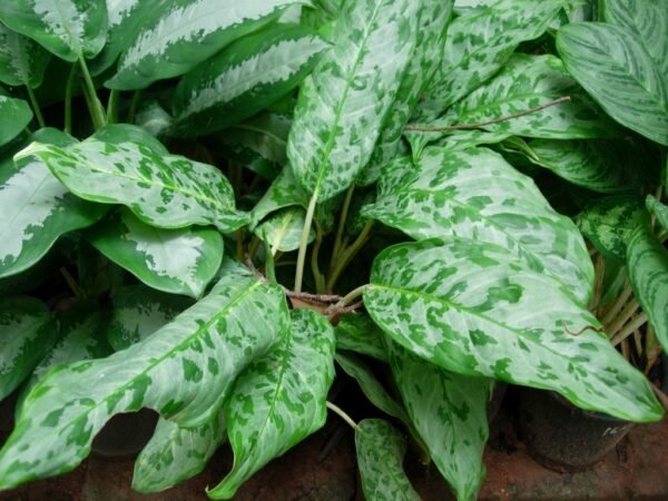 AGLAONEMA WATSON