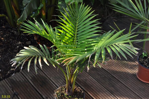 Raphia australis