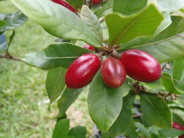 Miracle Fruit Plant (Synsepalum dulcificum)