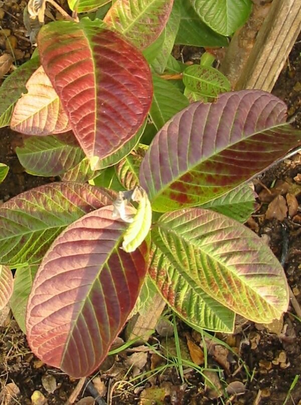 Hybrid Pink Guava (Psidium guajava)