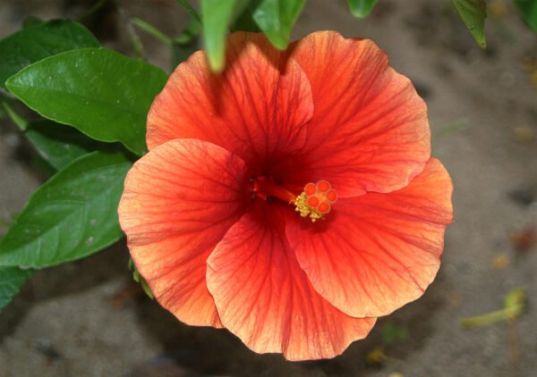 Hibiscus