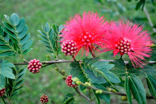 Powder Puff Plant, Calliandra - Plant