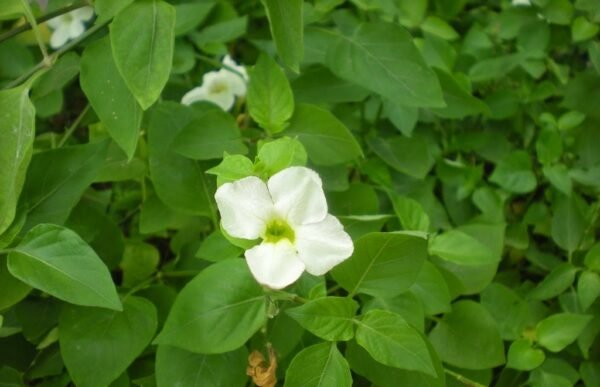 Asystasia gangetica ssp. micrantha - The Ideal Cover Plant for Indian Gardens