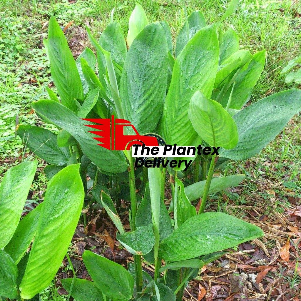 Buy Arrowroot Plant Online | Indian Home Gardens