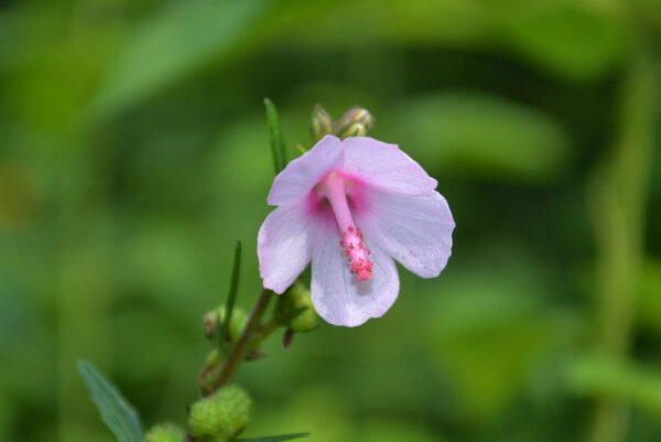 Abelmoschus Crinitus - Hairy Fruited Hibiscus