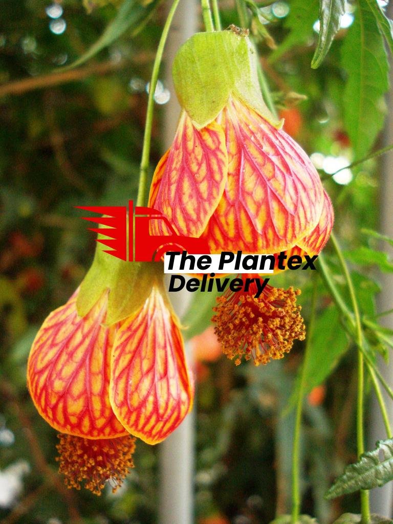 Abutilon striatum