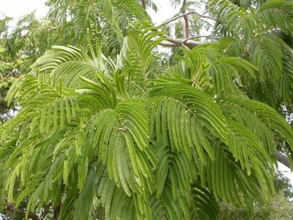 Acacia catechu