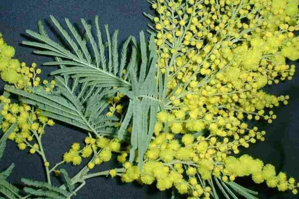 Silver Wattle (Acacia dealbata)