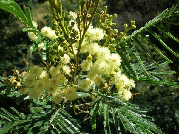 Acacia  mearnsii
