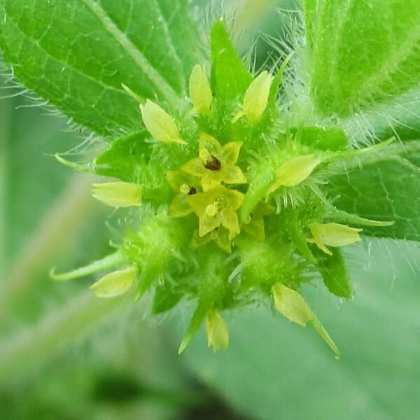 Acanthospermum hispidum
