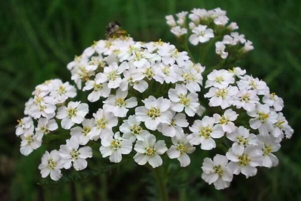 Achillea millefolium