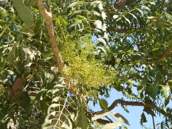 Ailanthus integrifolia ssp. calycina