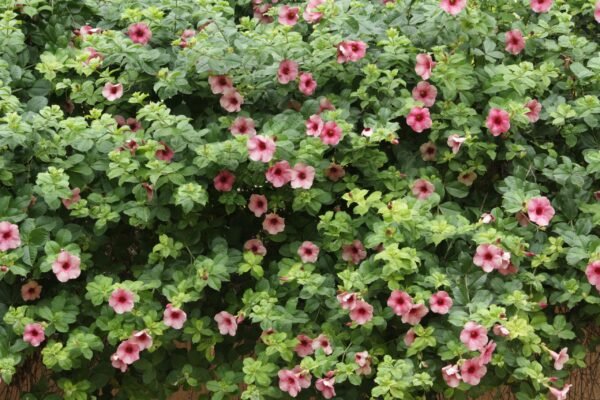 Allamanda Blanchetii (Purple Allamanda) - Image 2