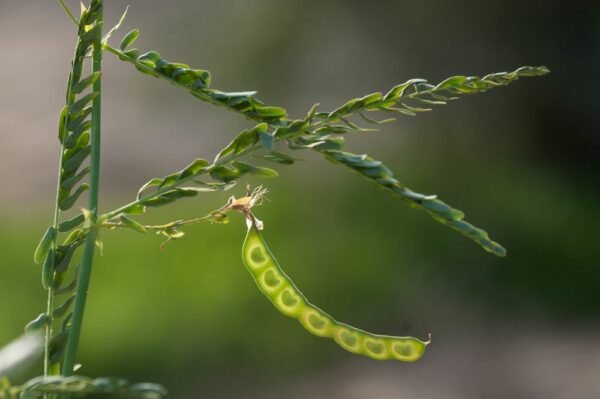 Aeschynomene indica
