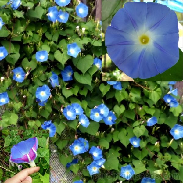 Ipomoea violacea – Morning Glory