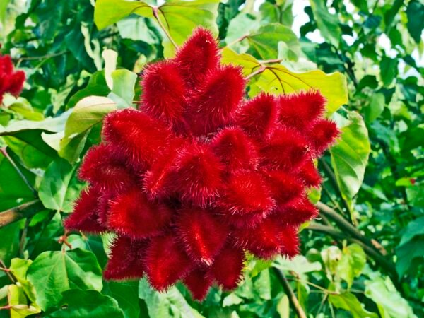Bixa Orellana Plant (Annatto)