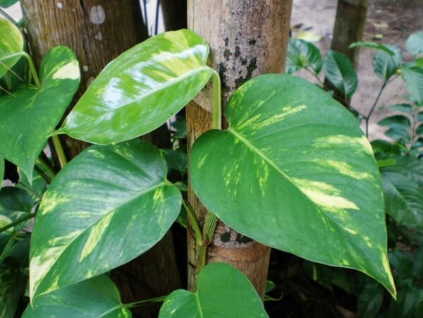 Epipremnum Aureum - Big Leaf Money Plant
