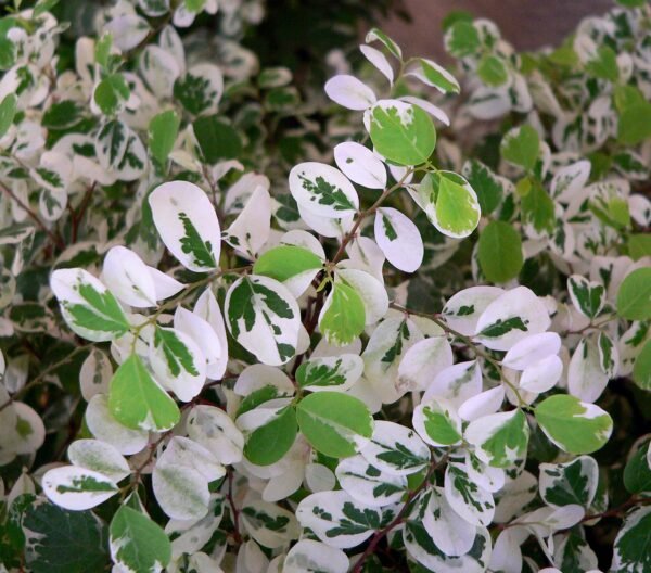 Breynia Disticha (Snow Bush)