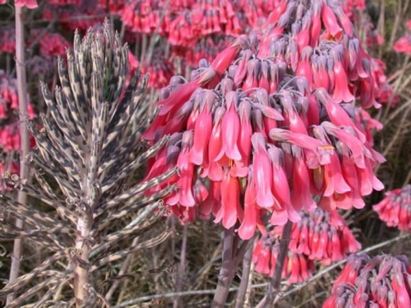 Bryophyllum delagoense