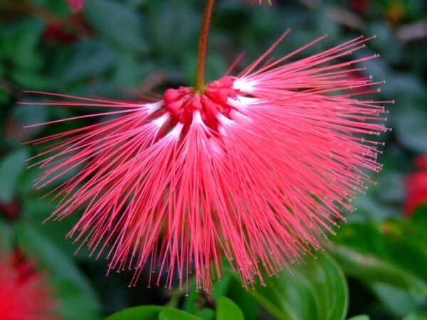 Calliandra emarginata