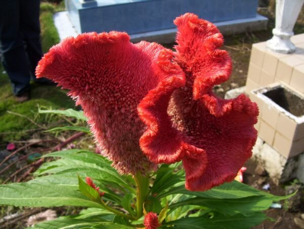 Celosia argentea Brilliant Plume
