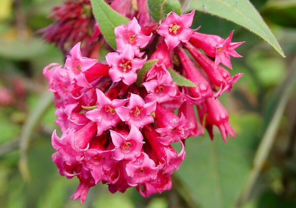 Cestrum Elegans - Mexican Pink Jasmine