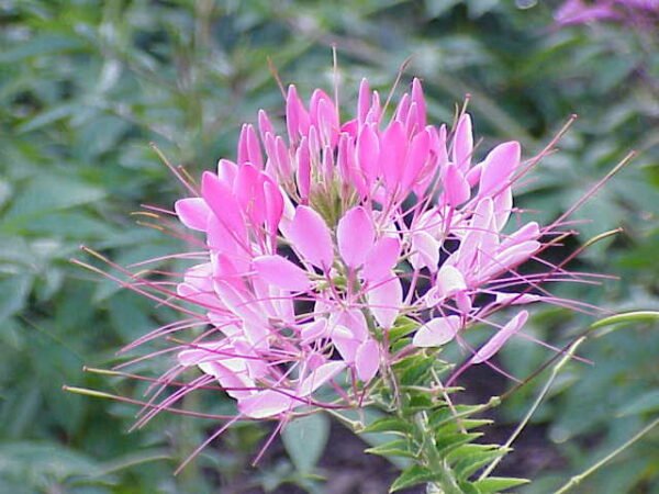 Cleome speciosa