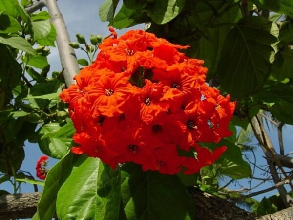 Cordia Sebastiana Flower