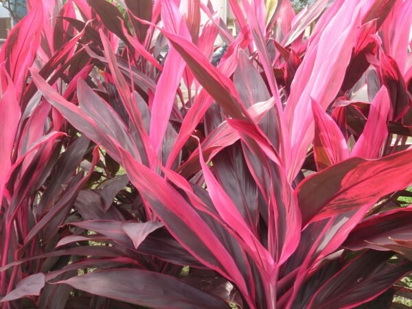 Cordyline fruticosa