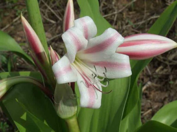 Crinum latifolium (Broadleaf Crinum Lily)