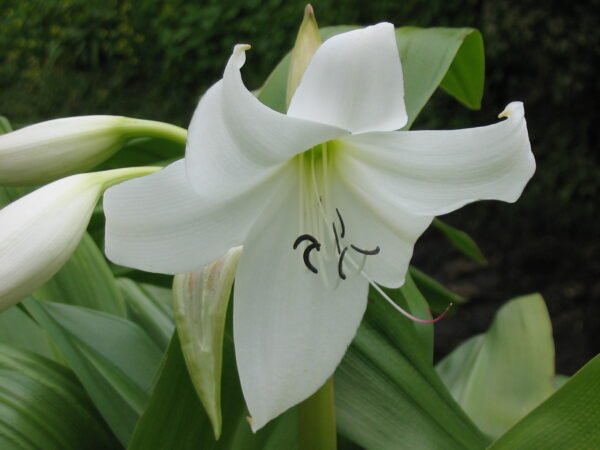 Crinum moorei