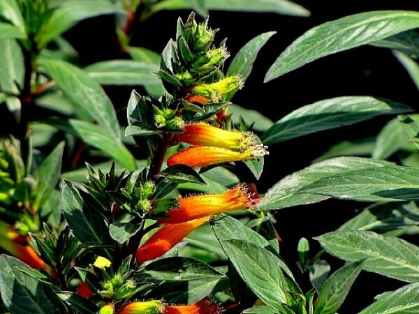 Cuphea Melvilla - Candy Corn Plant