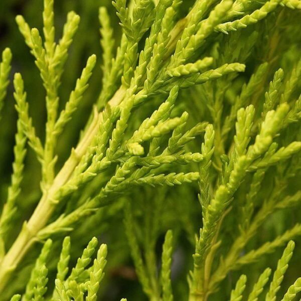 Cupressus macrocarpa