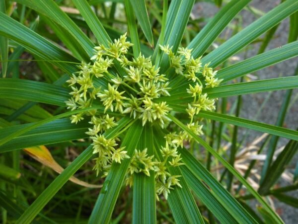 Cyperus alternifolius ssp. flabelliformis
